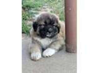 Mutt Puppy for sale in Kimball, NE, USA