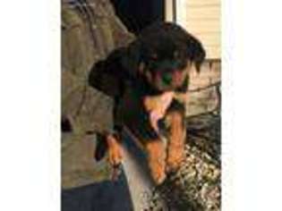 Rottweiler Puppy for sale in Pontiac, IL, USA