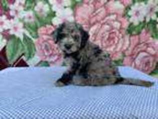Labradoodle Puppy for sale in Howe, IN, USA
