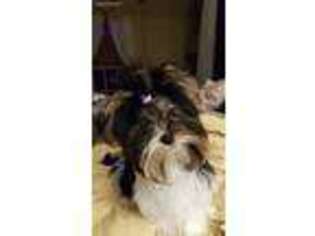 Biewer Terrier Puppy for sale in Jemison, AL, USA