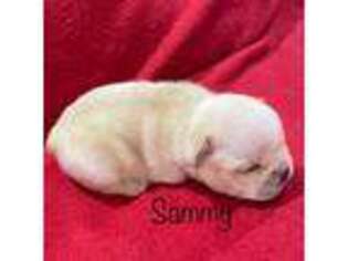 French Bulldog Puppy for sale in Williamsville, MO, USA