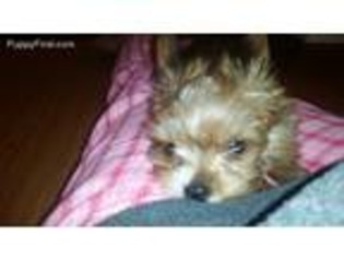 Yorkshire Terrier Puppy for sale in Bow, WA, USA
