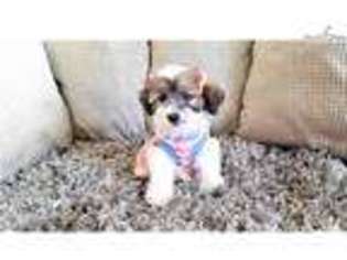 Medium Photo #1 Mal-Shi Puppy For Sale in San Diego, CA, USA