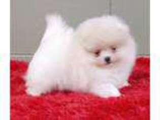 Pomeranian Puppy for sale in San Luis Obispo, CA, USA