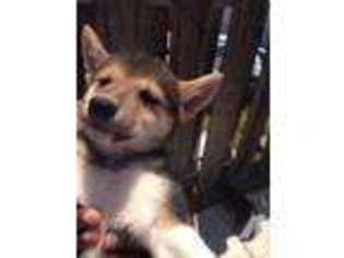 Shiba Inu Puppy for sale in BONITA, CA, USA