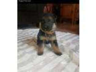 German Shepherd Dog Puppy for sale in Ladson, SC, USA