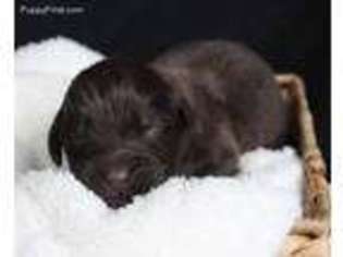 Newfoundland Puppy for sale in Cosmopolis, WA, USA