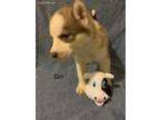 Siberian Husky Puppy for sale in Iowa City, IA, USA