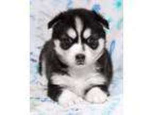 Siberian Husky Puppy for sale in Port Charlotte, FL, USA
