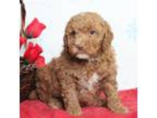 Labradoodle Puppy for sale in Narvon, PA, USA