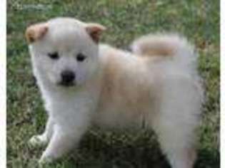 Shiba Inu Puppy for sale in Caulfield, MO, USA