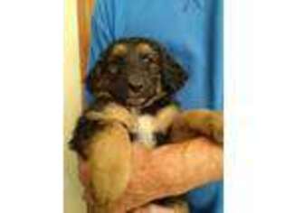 Shepadoodle Puppy for sale in Bridgeton, NJ, USA