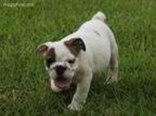 Bulldog Puppy for sale in Richton, MS, USA