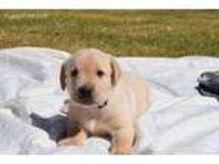 Labrador Retriever Puppy for sale in Aiken, SC, USA