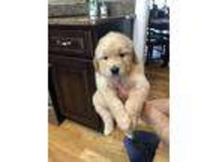 Golden Retriever Puppy for sale in Georgetown, KY, USA