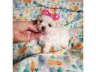 Maltese Puppy for sale in Monroe, NC, USA