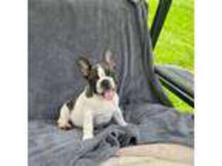 French Bulldog Puppy for sale in Pulaski, VA, USA