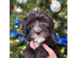 Mutt Puppy for sale in Faribault, MN, USA