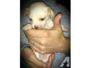 Chihuahua Puppy for sale in NORTH LITTLE ROCK, AR, USA