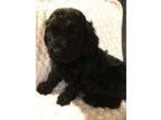 Goldendoodle Puppy for sale in Coal City, IN, USA
