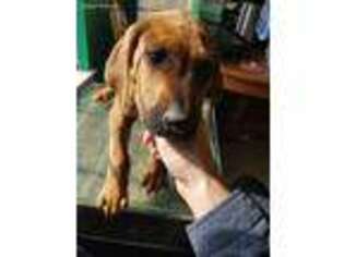 Rhodesian Ridgeback Puppy for sale in Conway, AR, USA