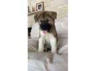 Akita Puppy for sale in Miami, FL, USA