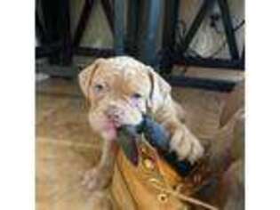 Olde English Bulldogge Puppy for sale in Homewood, IL, USA