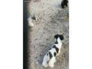 Mutt Puppy for sale in Fort Mohave, AZ, USA
