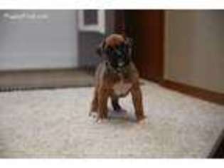 Boxer Puppy for sale in Watertown, SD, USA