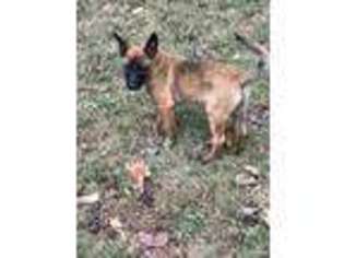 Belgian Malinois Puppy for sale in Covington, TN, USA