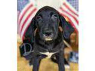 Great Dane Puppy for sale in Ruston, LA, USA