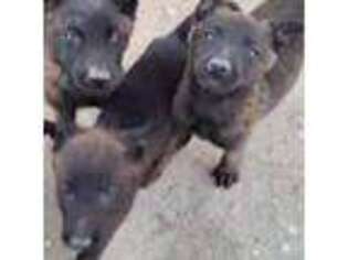 Belgian Malinois Puppy for sale in Salinas, CA, USA