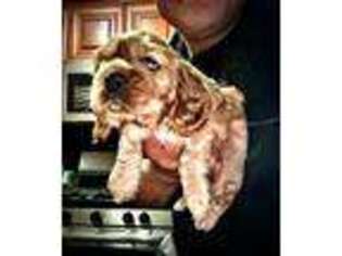 Cocker Spaniel Puppy for sale in Riverhead, NY, USA