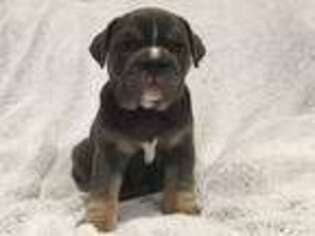 Olde English Bulldogge Puppy for sale in Avon, MN, USA