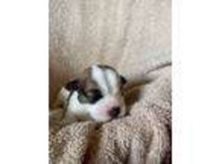Jack Russell Terrier Puppy for sale in Newark, OH, USA