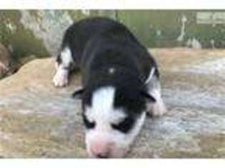 Siberian Husky Puppy for sale in Asheville, NC, USA