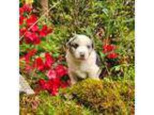Miniature Australian Shepherd Puppy for sale in Boston, MA, USA