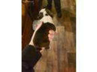 Boston Terrier Puppy for sale in Catawba, NC, USA