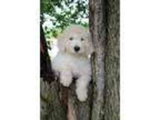 Goldendoodle Puppy for sale in Kingston, TN, USA