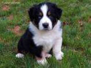 Australian Shepherd Puppy for sale in Indian Trail, NC, USA