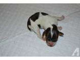Cocker Spaniel Puppy for sale in MC CALL CREEK, MS, USA