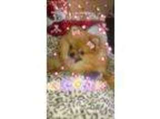Pomeranian Puppy for sale in Trinity, NC, USA