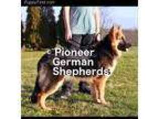 German Shepherd Dog Puppy for sale in Gettysburg, PA, USA