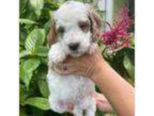 Goldendoodle Puppy for sale in Sebastian, FL, USA