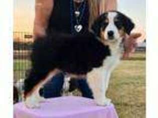 Australian Shepherd Puppy for sale in Kerrville, TX, USA