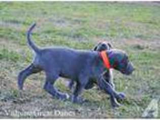 Great Dane Puppy for sale in WEST WINFIELD, NY, USA