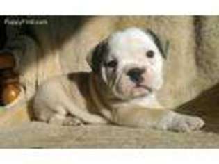 Bulldog Puppy for sale in Mulberry, AR, USA