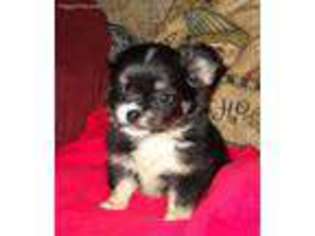 Chihuahua Puppy for sale in Caulfield, MO, USA