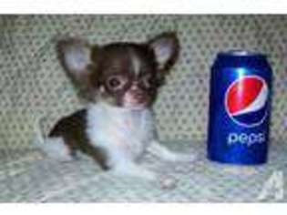 Chihuahua Puppy for sale in WILLIAMSBURG, VA, USA