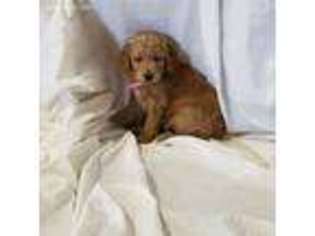 Goldendoodle Puppy for sale in Allendale, MI, USA